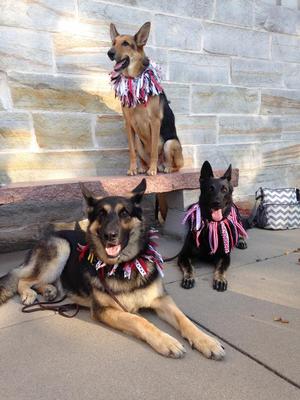 Doggy drill team in the Secret Garden 
