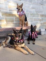 Doggy drill team in the Secret Garden 